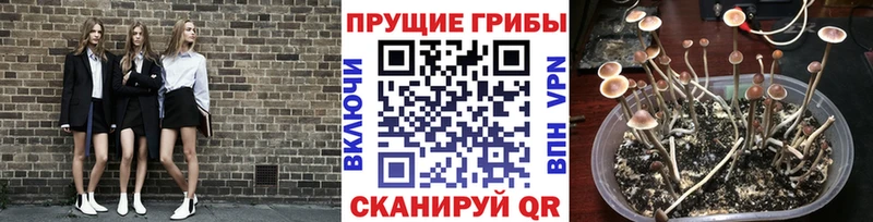 купить наркотик  MEGA ТОР  Галлюциногенные грибы MAGIC MUSHROOMS  Старый Крым 
